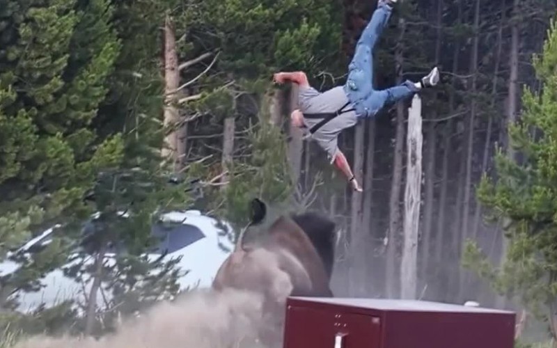 Bison attack shows 'wild and risky' sometimes comes with a cost