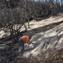 Rain helps Southern California firefighters but sends ash and mud flowing down hillsides