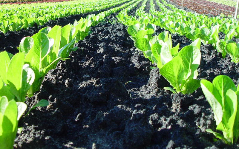 Find contentment where you're planted, don't tend a garden of ungratefulness