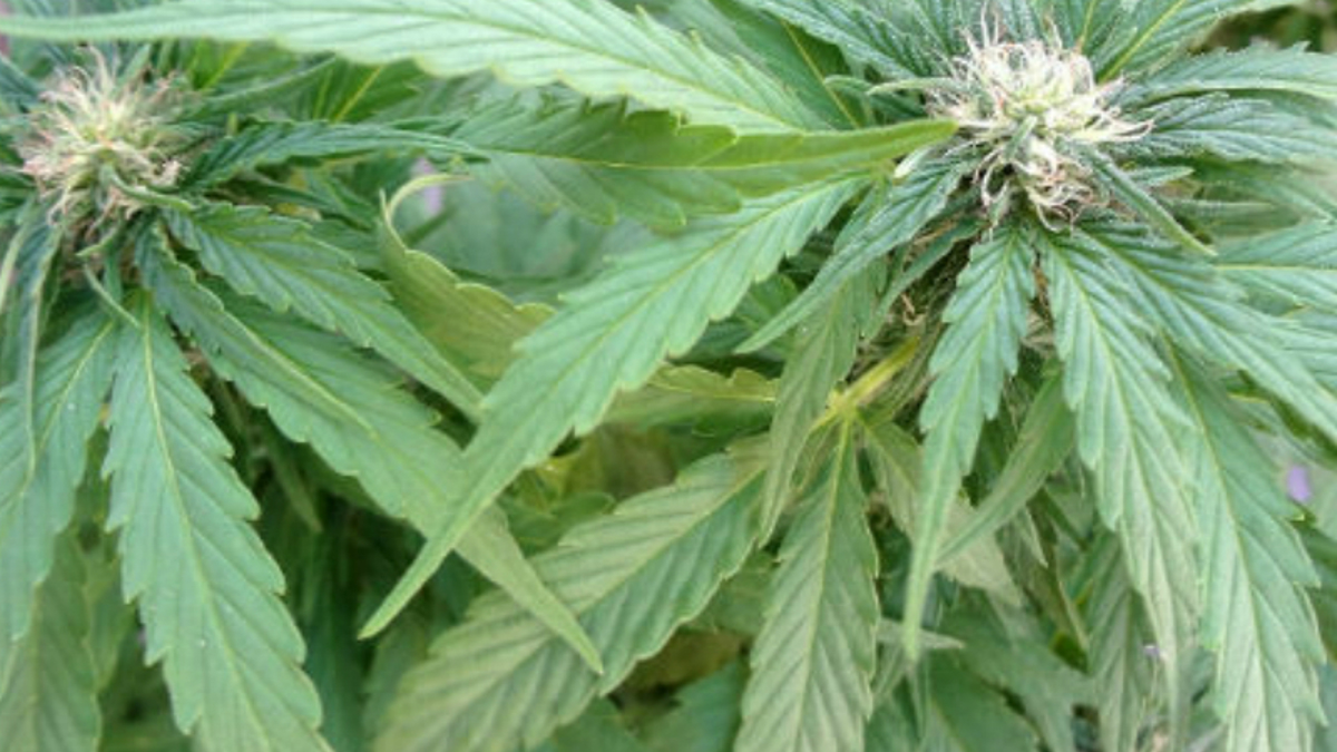 Immortalizing sale, use of pot in state constitution a bad idea - Vimarsana News