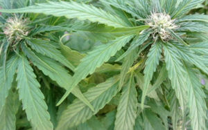 Red and blue states are taking a stand against hemp products