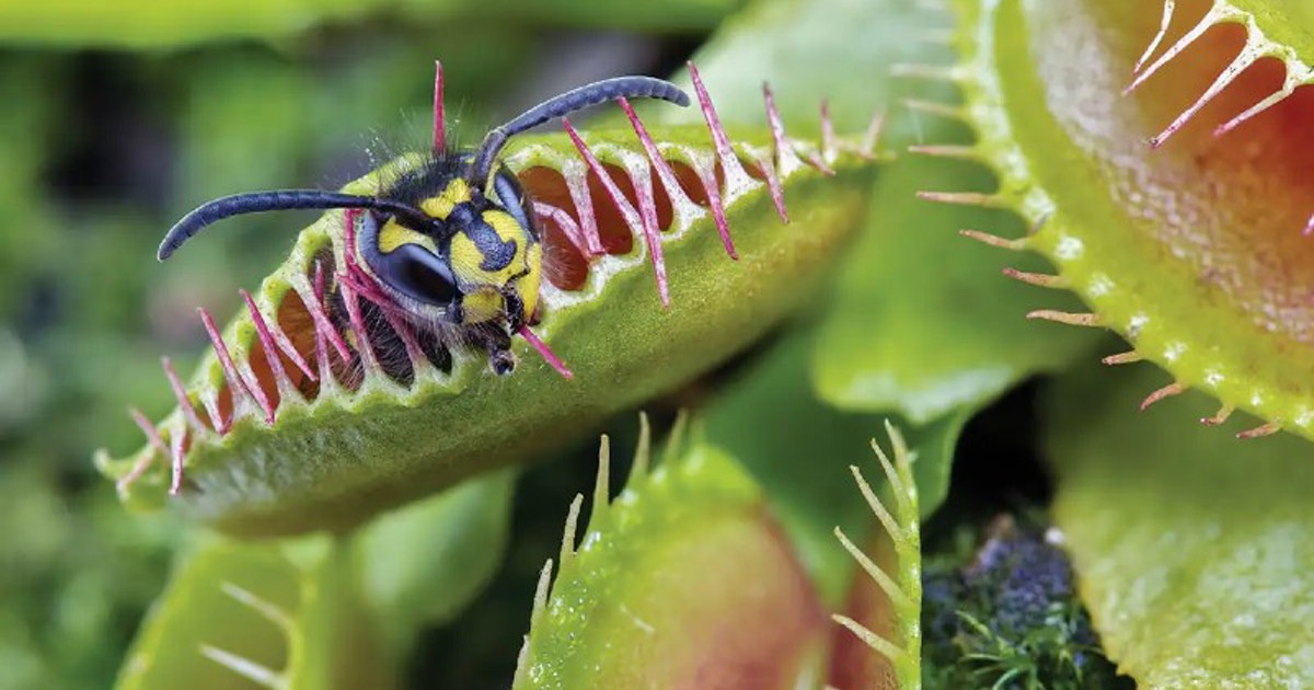 Vation Insect AFN - God's design in nature
