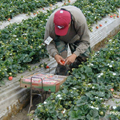Trump says he's unaware of GOP bill that helps illegal alien farm workers