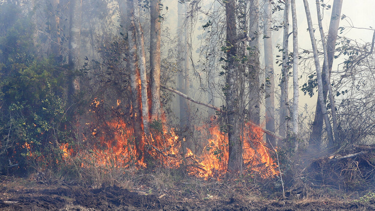 Rainfall eases wildfire threat, but officials urge caution - Vimarsana News