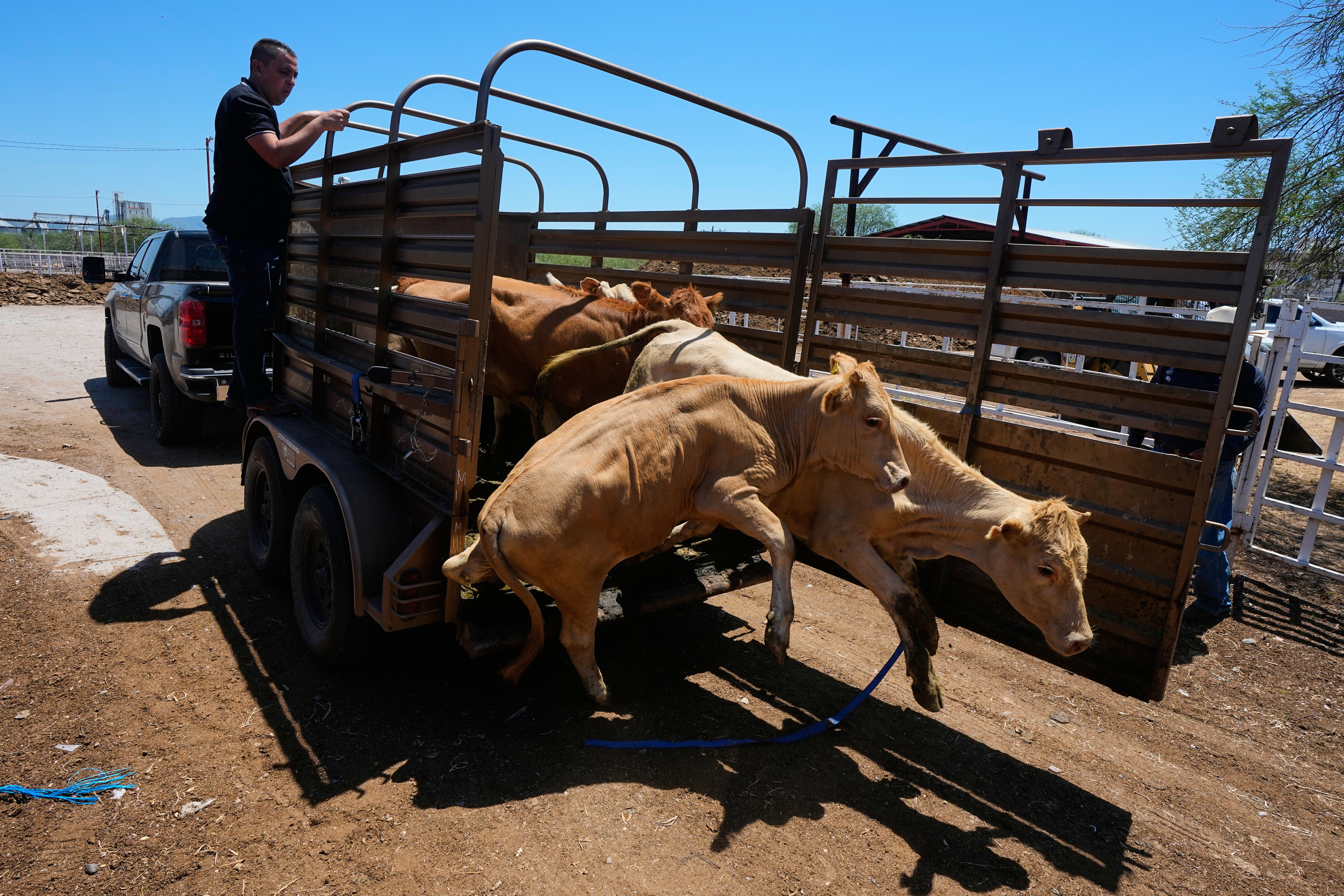 Mexico resumes livestock sales to US under tight controls over screwworm risk