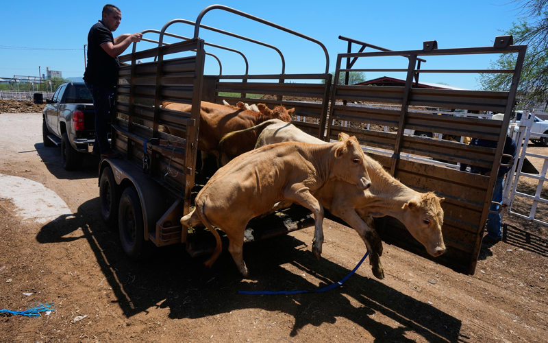 Mexico resumes livestock sales to US under tight controls over screwworm risk
