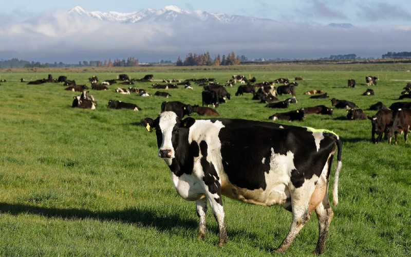 Entomologist explains initiative to eradicate cattle-harming fly