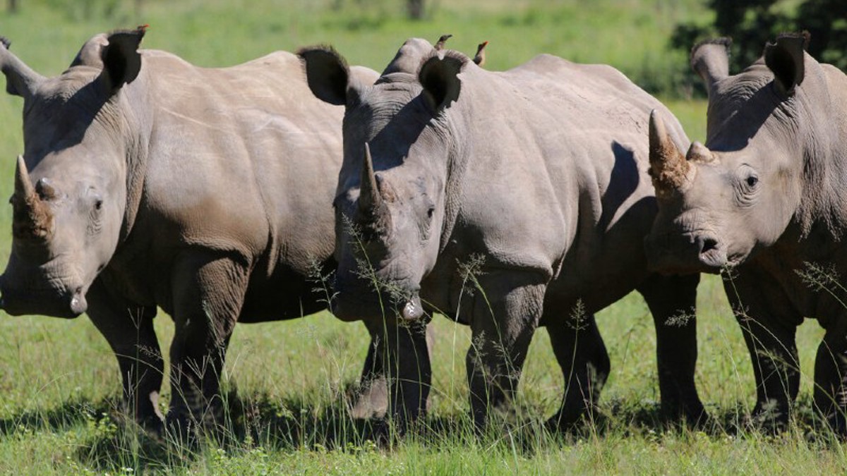 Beware the RINOs tooting their untruthful horns - Vimarsana News
