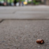 Bystander in serious condition after fatal shooting near White House checkpoint
