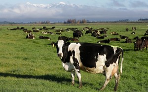 Texas Ag. Commissioner proposes alternate plan to Trump's Argentine beef import